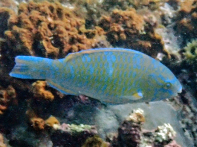 Click to View Bluebarred Parrotfish<br><span style='font-size:12px'><i>Dave & Rose</i></span>