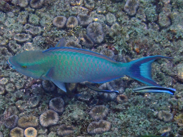 Click to View Bluebarred Parrotfish<br><span style='font-size:12px'><i>Dave & Rose</i></span>