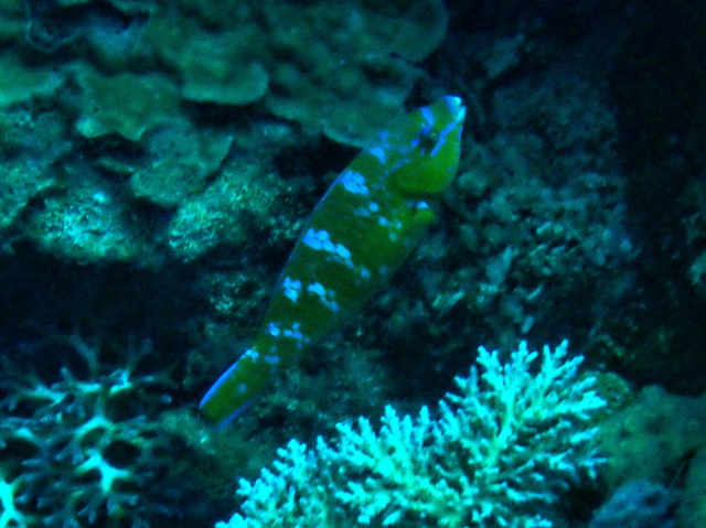 Bluebarred Parrotfish<br><span style='font-size:12px'><i>Dave & Rose</i></span>
