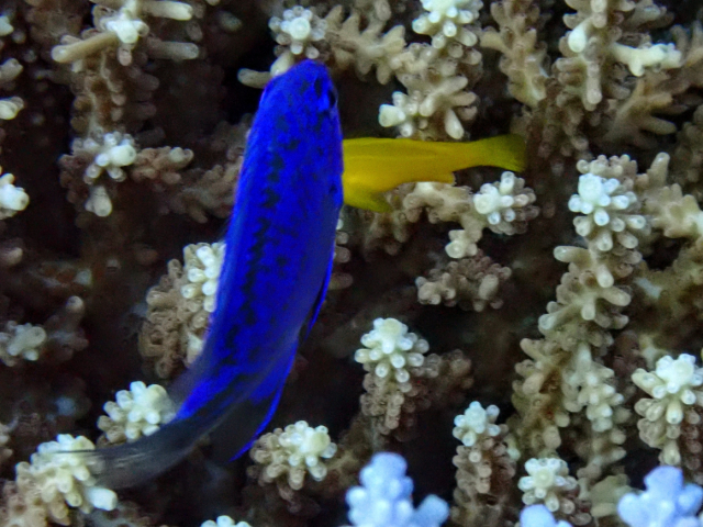 Blue Demoiselle<br><span style='font-size:12px'><i>Dave & Rose</i></span>