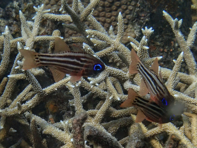 Blue-eye Cardinalfish<br><span style='font-size:12px'><i>Dave & Rose</i></span>