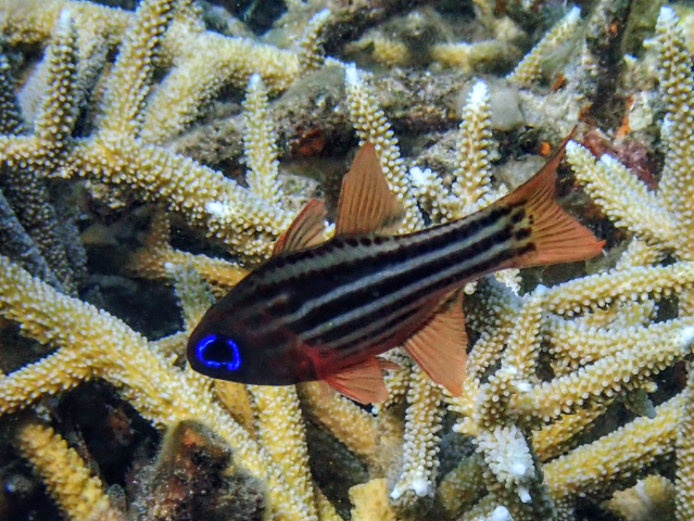 Blue-eye Cardinalfish<br><span style='font-size:12px'><i>Dave & Rose</i>&nbsp&nbspPhilippines&nbsp&nbsp26th Apr 2026</span>