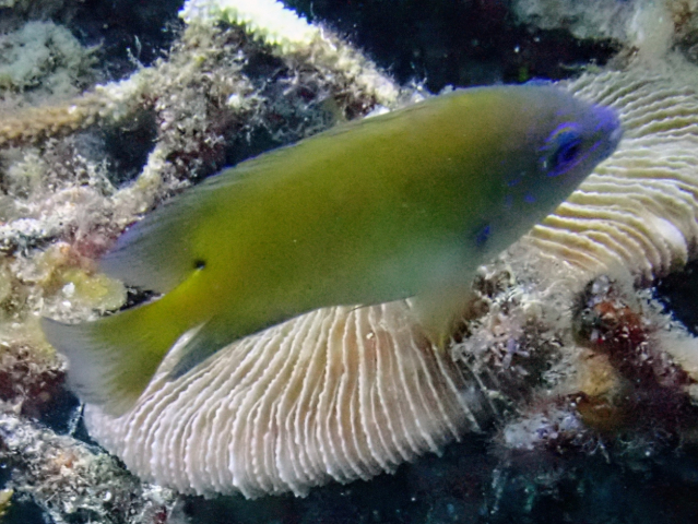 Blue-eye Damsel<br><span style='font-size:12px'><i>Dave & Rose</i>&nbsp&nbspPhilippines&nbsp&nbsp26th Apr 2026</span>