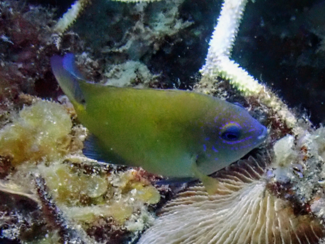 Blue-eye Damsel<br><span style='font-size:12px'><i>Dave & Rose</i></span>