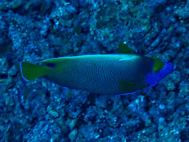 Click to View Blueface Angelfish<br><span style='font-size:12px'><i>Dave & Rose</i></span>