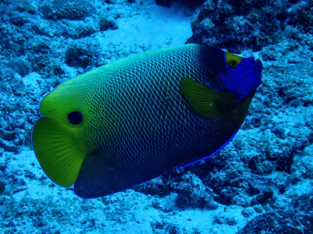 Click to View Blueface Angelfish<br><span style='font-size:12px'><i>Dave & Rose</i></span>