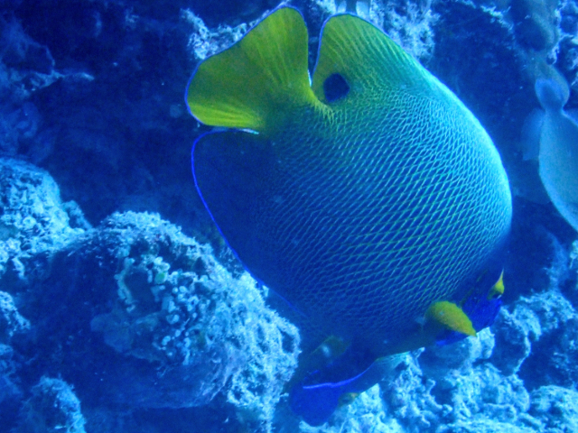 Blueface Angelfish<br><span style='font-size:12px'><i>Dave & Rose</i></span>