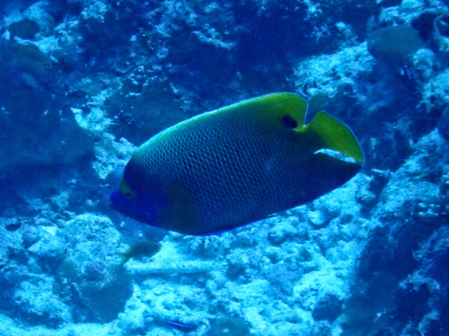 Blueface Angelfish<br><span style='font-size:12px'><i>Dave & Rose</i></span>