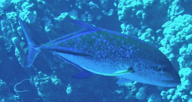 Click to View Bluefin Trevally<br><span style='font-size:12px'><i>Dave & Rose</i></span>