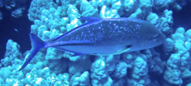 Click to View Bluefin Trevally<br><span style='font-size:12px'><i>Dave & Rose</i></span>