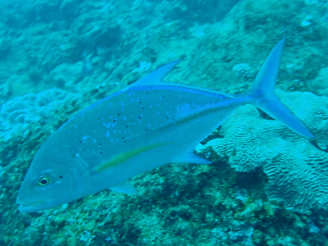 Click to View Bluefin Trevally<br><span style='font-size:12px'><i>Dave & Rose</i></span>