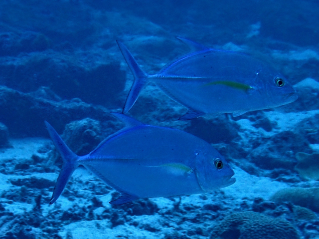 Click to View Bluefin Trevally<br><span style='font-size:12px'><i>Dave & Rose</i></span>