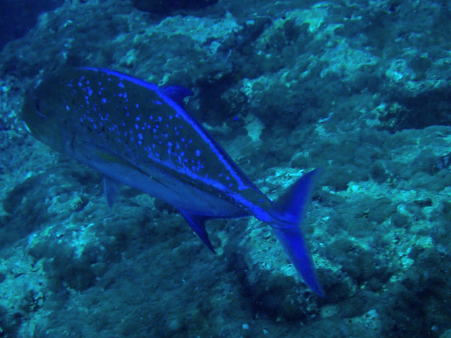 Click to View Bluefin Trevally<br><span style='font-size:12px'><i>Dave & Rose</i></span>