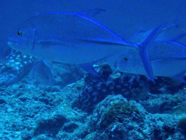 Click to View Bluefin Trevally<br><span style='font-size:12px'><i>Dave & Rose</i></span>