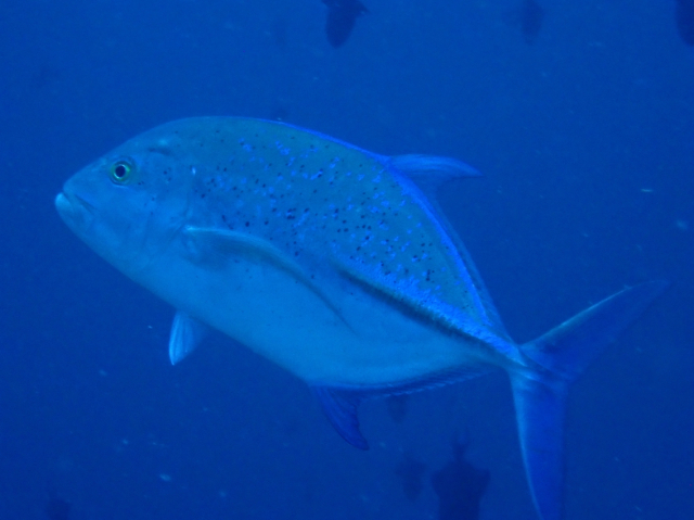Bluefin Trevally<br><span style='font-size:12px'><i>Dave & Rose</i></span>