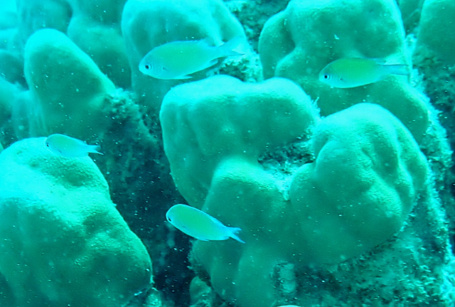 Click to View Bluegreen Chromis<br><span style='font-size:12px'><i>Dave & Rose</i></span>