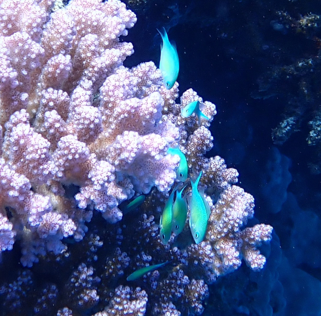 Click to View Bluegreen Chromis<br><span style='font-size:12px'><i>Dave & Rose</i></span>