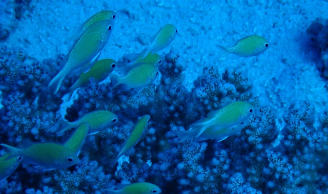 Click to View Bluegreen Chromis<br><span style='font-size:12px'><i>Dave & Rose</i></span>