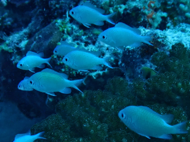 Click to View Bluegreen Chromis<br><span style='font-size:12px'><i>Dave & Rose</i></span>