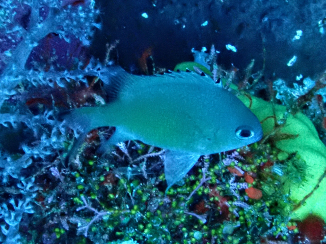 Click to View Bluegreen Chromis<br><span style='font-size:12px'><i>Dave & Rose</i></span>