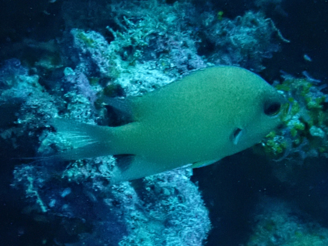 Click to View Blue-green Puller<br><span style='font-size:12px'><i>Dave & Rose</i></span>