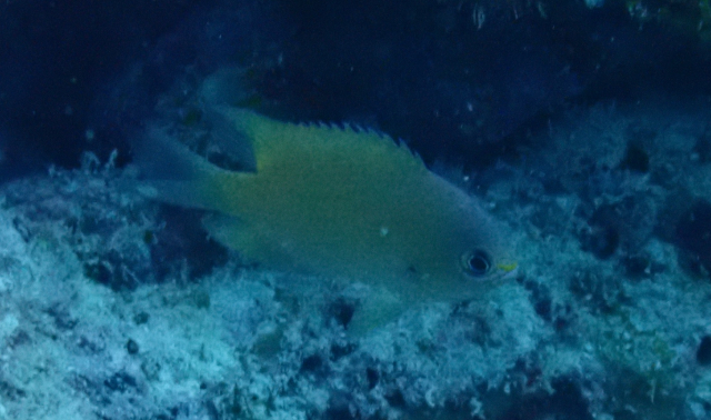 Click to View Blue-green Puller<br><span style='font-size:12px'><i>Dave & Rose</i></span>