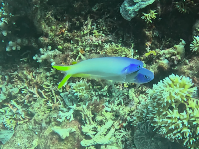 Click to View Bluehead Tilefish<br><span style='font-size:12px'><i>Dave & Rose</i></span>