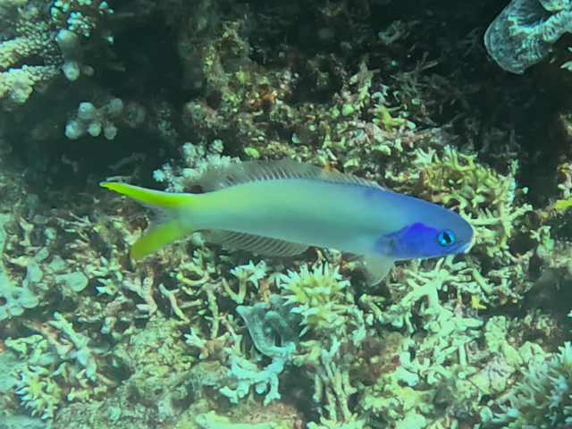 Click to View Bluehead Tilefish<br><span style='font-size:12px'><i>Dave & Rose</i></span>