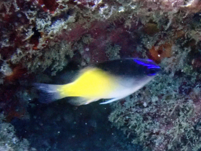 Click to View Bluehead Demoiselle<br><span style='font-size:12px'><i>Dave & Rose</i></span>