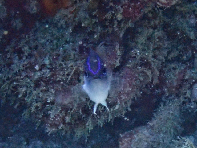 Click to View Bluehead Demoiselle<br><span style='font-size:12px'><i>Dave & Rose</i></span>