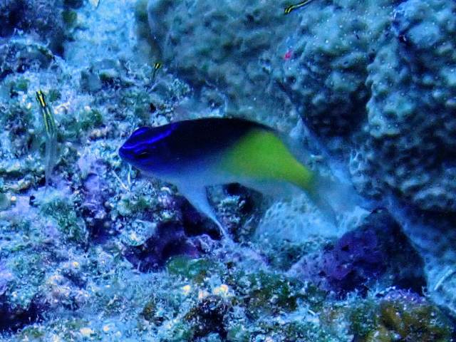 Click to View Bluehead Demoiselle - juvenile<br><span style='font-size:12px'><i>Dave & Rose</i></span>