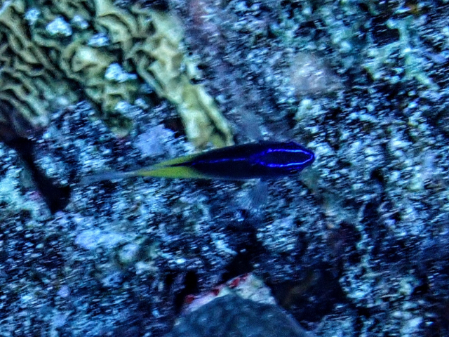 Click to View Bluehead Demoiselle - juvenile<br><span style='font-size:12px'><i>Dave & Rose</i></span>