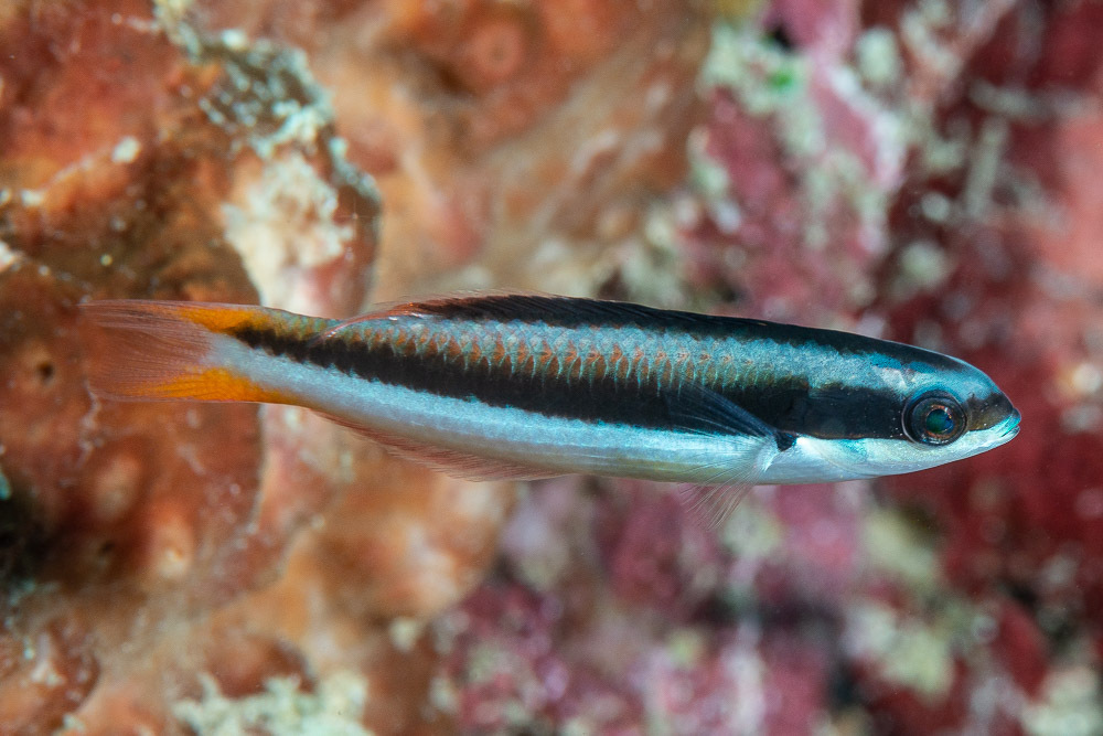 Click to View Blue-headed Wrasse ♀<br><span style='font-size:12px'><i>iNaturalist</i></span>