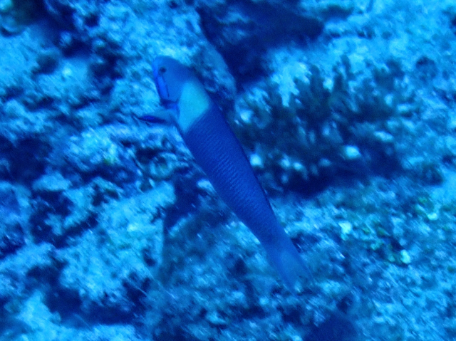 Blue-headed Wrasse<br><span style='font-size:12px'><i>Dave & Rose</i></span>
