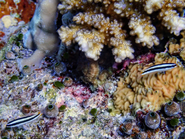 Click to View Blue-headed Wrasse<br><span style='font-size:12px'><i>Dave & Rose</i></span>