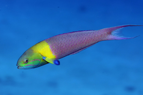 Click to View Blue-headed Wrasse ♂<br><span style='font-size:12px'><i>iNaturalist</i></span>