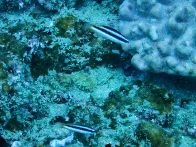 Click to View Blue-headed Wrasse - juvenile<br><span style='font-size:12px'><i>Dave & Rose</i></span>