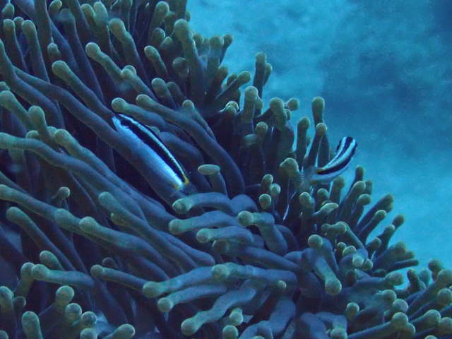 Click to View Blue-headed Wrasse - juvenile<br><span style='font-size:12px'><i>Dave & Rose</i></span>