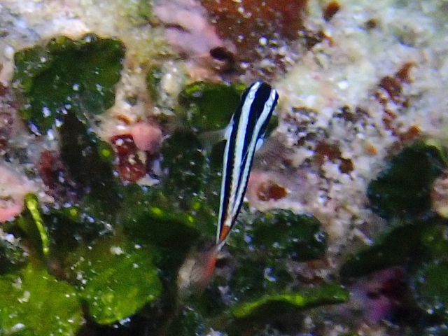Click to View Blue-headed Wrasse - juvenile<br><span style='font-size:12px'><i>Dave & Rose</i></span>