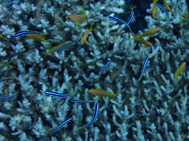Click to View Blue-headed Wrasse - juvenile<br><span style='font-size:12px'><i>Dave & Rose</i></span>