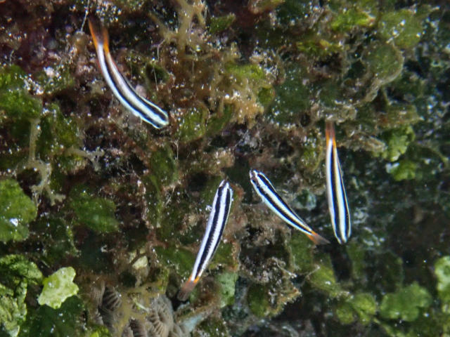 Click to View Blue-headed Wrasse<br><span style='font-size:12px'><i>Dave & Rose</i></span>