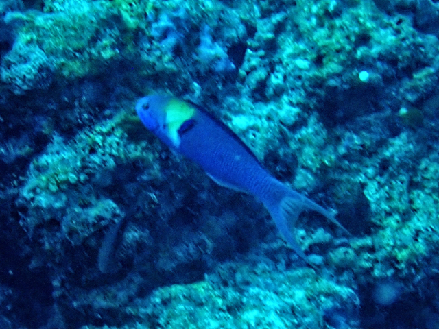 Click to View Blue-headed Wrasse<br><span style='font-size:12px'><i>Dave & Rose</i></span>