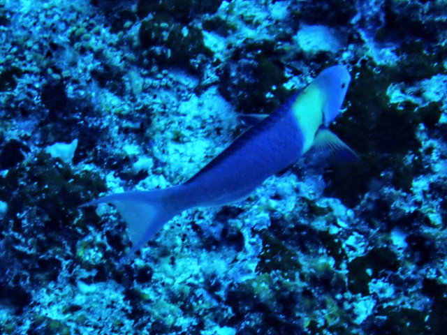 Click to View Blue-headed Wrasse<br><span style='font-size:12px'><i>Dave & Rose</i></span>