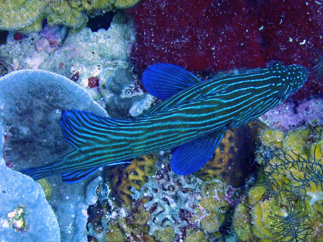 Click to View Bluelined Hind<br><span style='font-size:12px'><i>Dave & Rose</i></span>