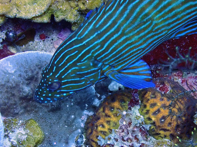 Click to View Bluelined Hind<br><span style='font-size:12px'><i>Dave & Rose</i></span>