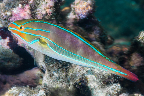 Click to View Blueline Wrasse<br><span style='font-size:12px'><i>iNaturalist</i></span>