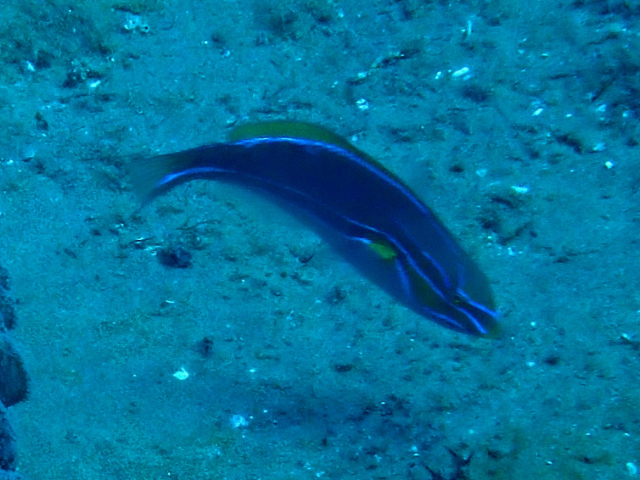 Click to View Blueline Wrasse<br><span style='font-size:12px'><i>Dave & Rose</i></span>