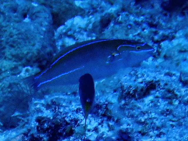 Click to View Blueline Wrasse<br><span style='font-size:12px'><i>Dave & Rose</i></span>