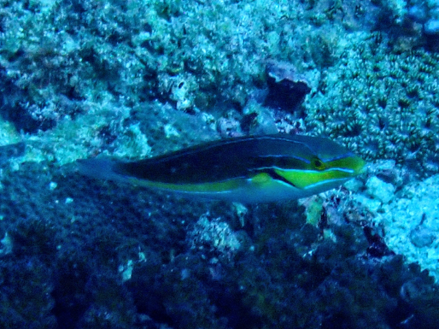 Click to View Blueline Wrasse<br><span style='font-size:12px'><i>Dave & Rose</i></span>