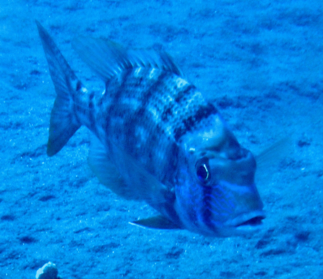 Click to View Blue-lined Large-eye Bream<br><span style='font-size:12px'><i>Dave & Rose</i></span>